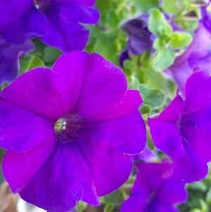 Meet your Posher, Jeanette